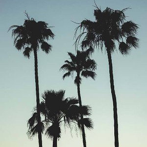 Palm Grove Bass