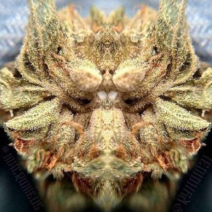 🕉️😎AKI seguimos, MC mimo 🍁