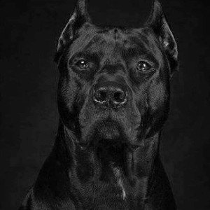 Bad Boy