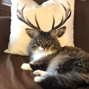 𝕋𝕙𝕖 𝕊𝕦𝕝𝕥𝕒𝕟 - MEOW