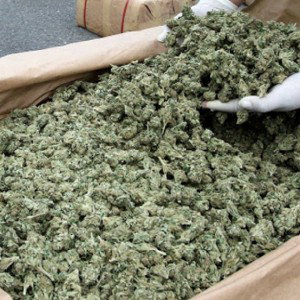 Haschisch und weed 2