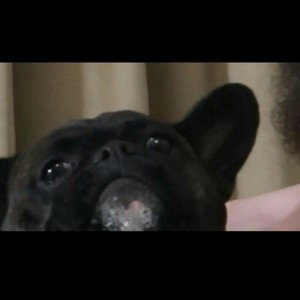 Lit doggo feat. Lil nigget - Real g's