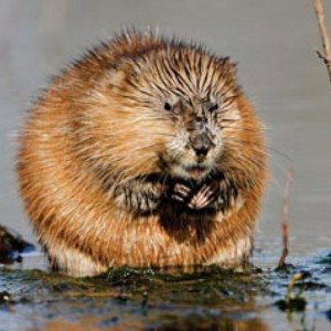 muskrat 