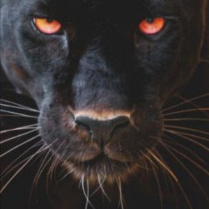 Pantera nera