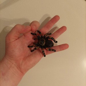 Venom