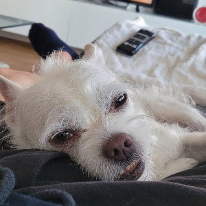 Ich laufe in meinen Block mit meinem kleinen weißen Dog 