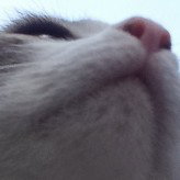 ты котик