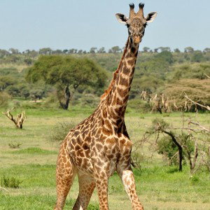Giraffe Pussy