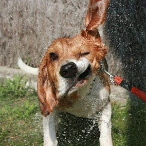 припев сука чистый позитив.com