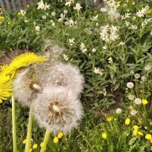 ✨🌼адуванчики🌼✨