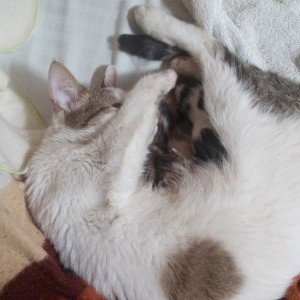  3 gatos y una gata