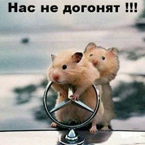 бред сивой кобылы