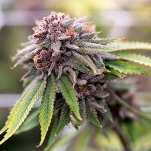 Mary Jane