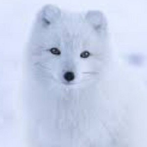 The Fox out finessing peeps