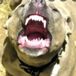rabid 