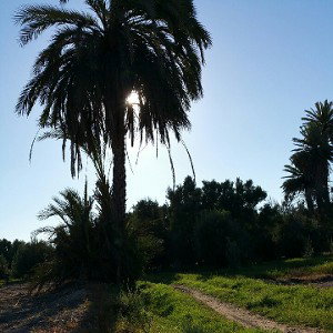 TArrGA son