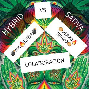 free🍁Hybrida🍁  vs  🍃Sativa🍃 ft Perro Bravo🔥