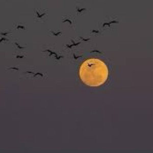 Layo ~ flock to da moon (Layo official) 