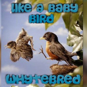 Like a baby bird- freestyle 