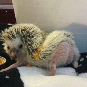 БеЗуМнАя ЛюБоВь КоРоНы 🤒 