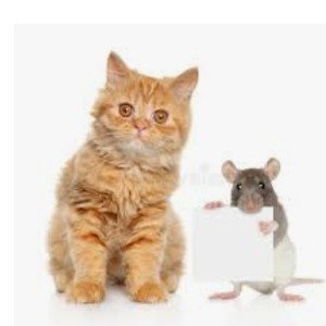 Rat or Cat