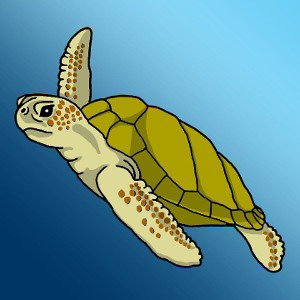 see turtles