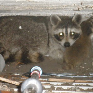 Crawl Space 