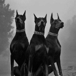 Dogs (Freestyle) 