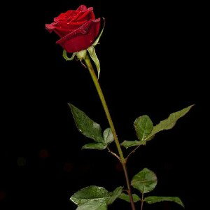 Time_ Rose