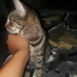 kittens