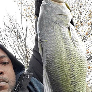 fish 
