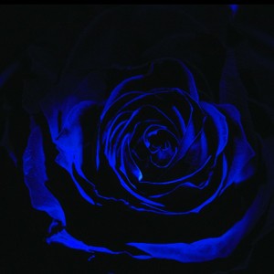 pandora vol 2 : blue rose