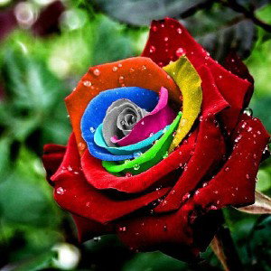 Shumer__Demka__Flowers___