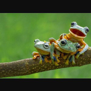 🐸 Three Frogs 🐸 (Drugs 4 Breakfast) 🐸