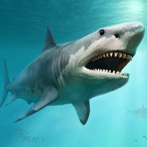 🇺🇸A SHARK 🦈
