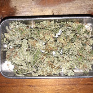 blazing trees