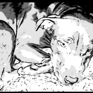 Äs a denke a dir (red nose Pitbull)