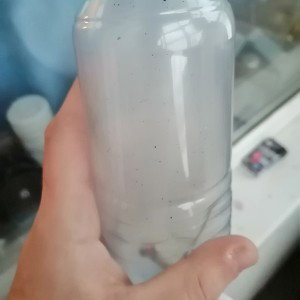 BB