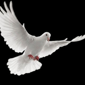 WHITE DOVES - STREETS A.K.A HOTBOX