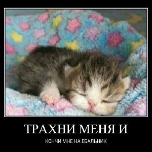 котята