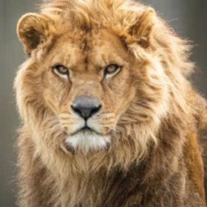 BEST NEW FAV FUTURE 2022 GREAT ROYAL LION LEGEND KING STAR EVER GOLDEN CROWN AWARD HIPHOP MB BY DJ LEGACY GET 