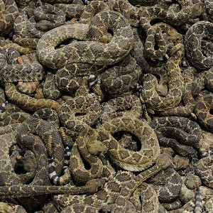 serpent of doomsday (rough cut #1)