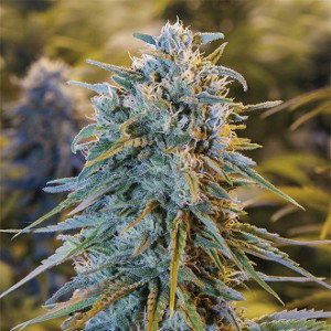 Blue dream 