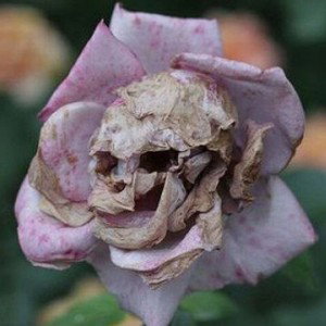 Jahi Cheef No Flowers