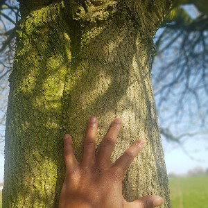 hand on the tree 