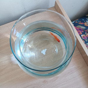 להתאבד ולקום