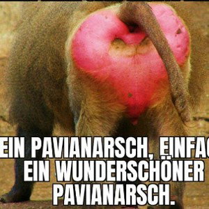 schicksaal in poLove