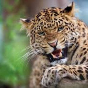gente de barrio - leopardo tiene un abrigo