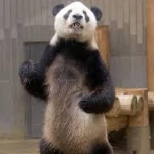 Master Shifu Give Me The Dragon Scroll