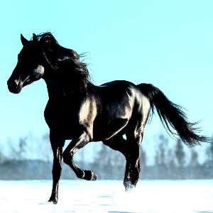 Hot Shot Dark Horse 